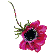 anemone.gif (1558 oCg)